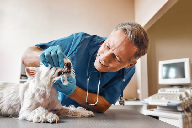 Best After-Hours Dental Trauma Care in Vilge St George, LA